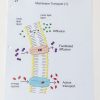 Life Science Tactile Graphics - Image 5