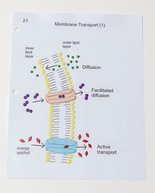 Life Science Tactile Graphics - Image 5