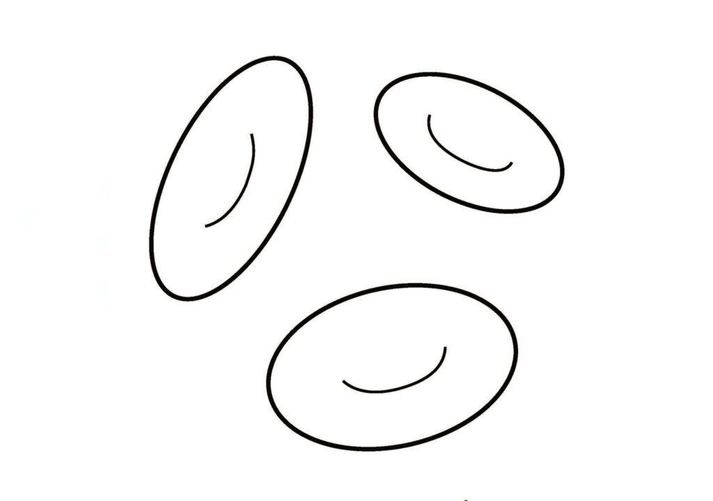 Outline drawings of oval shaped red blood cells.