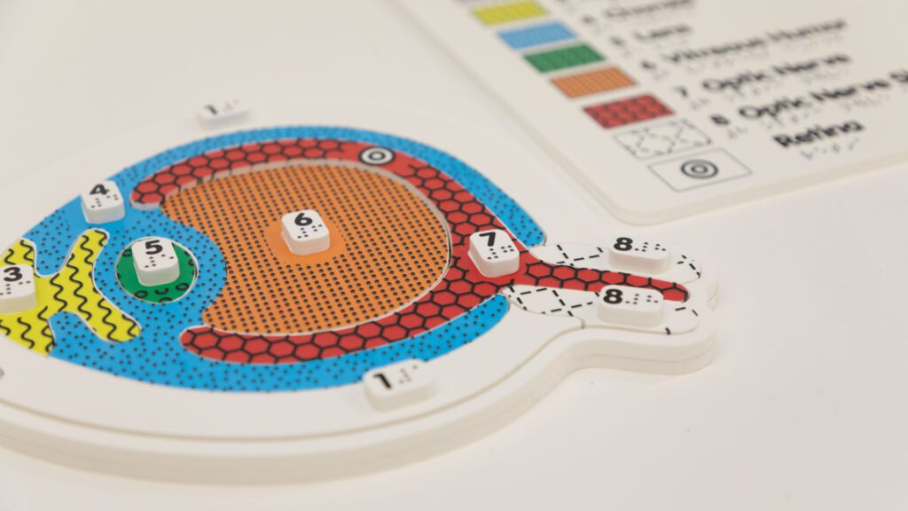 A tactile anatomic model of an eye. With different colors, textures, and braille labels to indicate different parts of the eye.