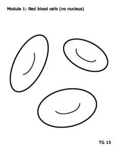 A tactile graphic with three illustrated red blood cells, which look like ovals with a curved line in the center. In the top left corner, the graphic reads, 