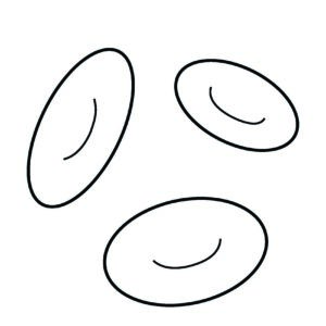 A tactile graphic with three illustrated red blood cells, which look like ovals with a curved line in the center. In the top left corner, the graphic reads, "Module 1: Red blood cells (no nucleus)."