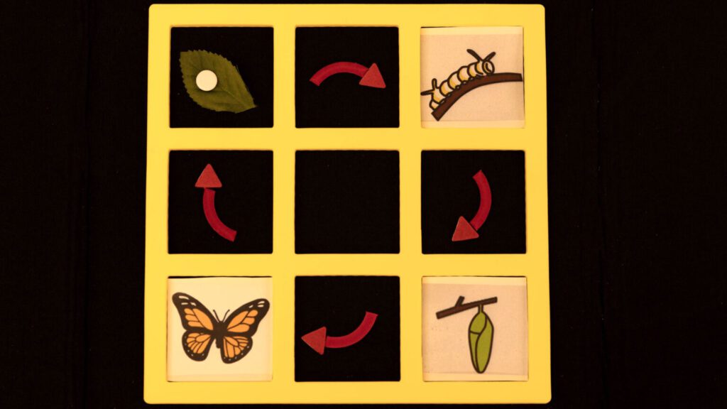 A yellow foam three-by-three frame used to create a model of the Monarch butterfly lifecycle with each development stage in a square and red arrows between them.