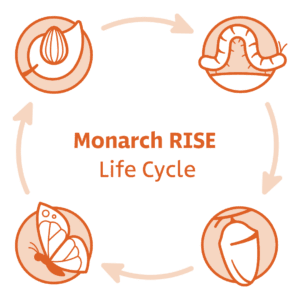 Monarch Rise Life Cycle with four stages: egg, caterpillar, chrysalis, and butterfly.